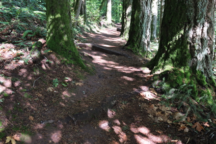 Roots crossing the Boomer Trail represent natural obstacles – may not be fixable